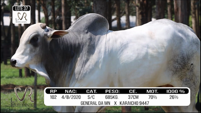 Lote LOTE 37