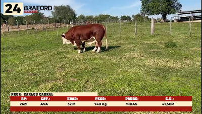 Lote LOTE 24