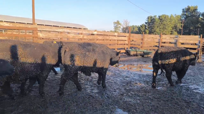 Lote 20 Novillo Gordo en Los Ángeles, VIII Región Biobío