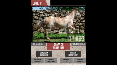 Lote GUAPA DE SANTA INES