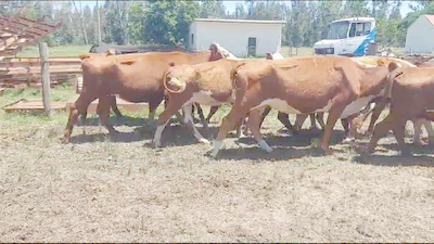 Lote 17 Vacas de Invernada Hereford y Angus en Ruta 1 Km 32