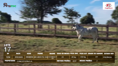 Lote Hembras BRAHMAN en Pioneros del Chaco S.A.