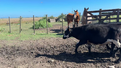 Lote TERNEROS