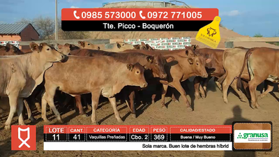 Lote (Vendido)41 Vaquillas Preñadas  369kg - , Boquerón