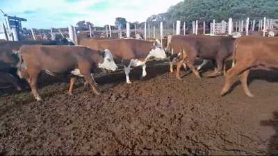 Lote 39 Vaquillonas Braford y sus cruzas en Felicia, Santa Fe
