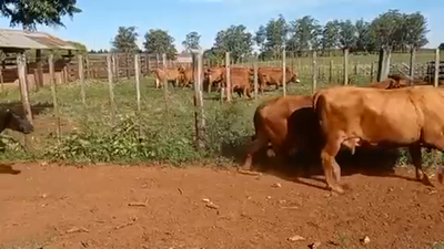 Lote 55 Vacas de invernar en Virasoro, Corrientes