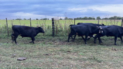Lote NOVILLOS 1 a 2 AÑOS