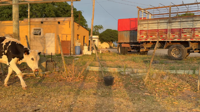 Lote NOVILLOS 1 a 2 AÑOS