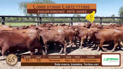 Lote (Vendido)75 Terneros Cbo 4 227kg - , Presidente Hayes