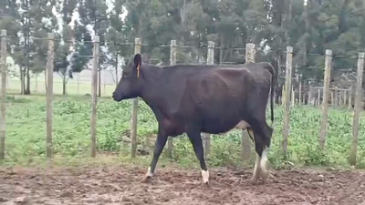 Lote (Vendido)Vaquillonas Vacas Preñadas en EL CORONILLA