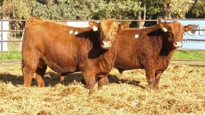 Lote TOROS PP
