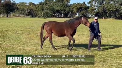 Lote Lote 62