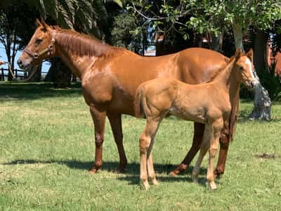 Lote Garota de Ipanema – Yegua Con Cría y Servida por Invasor
