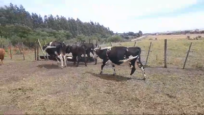 Lote VACAS DE INVERNADA