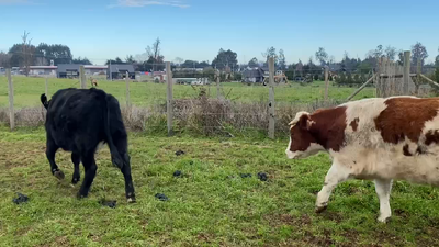 Lote 45 Novillo Engorda en Osorno, X Región Los Lagos