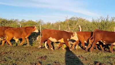 Lote 60 Novillitos