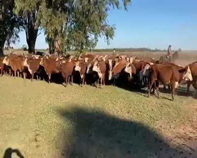 Lote 200 Novillitos en El Colorado, Formosa