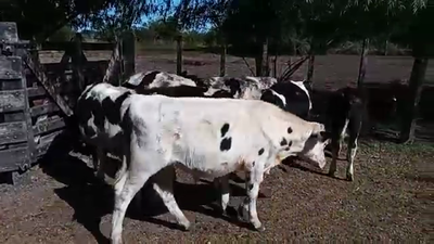 Lote 7 Terneros HOLANDO 150kg - , San José
