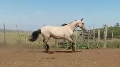 Lote AMARILLO DEL CEIBAL