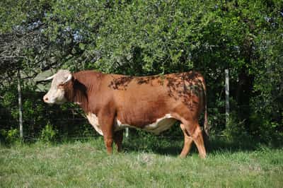 Lote PEDIGREE DE 3 AÑOS
