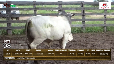 Lote Machos BRAHMAN en Pioneros del Chaco S.A.