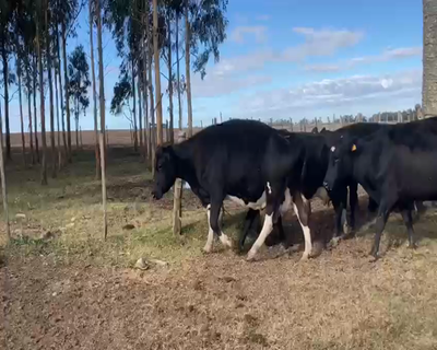 Lote 5 Vacas de Invernada HOLANDO 480kg - , San José
