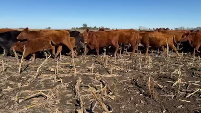 Lote 65 Terneros EN LAMADRID- A TERMINO