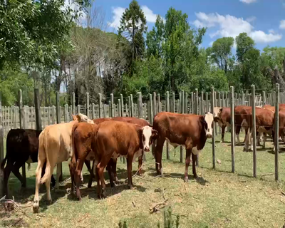 Lote 6 Terneros en Melo, Cerro Largo