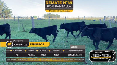 Lote 12 Terneros en Sauce, Canelones