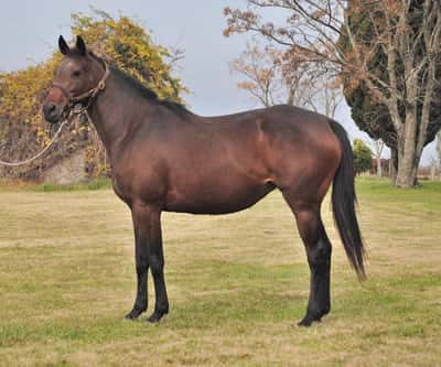 Lote FLORABAMBO