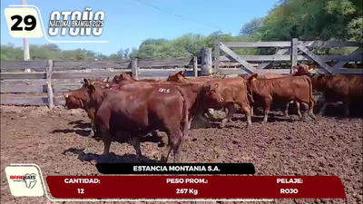 Lote LOTE 29