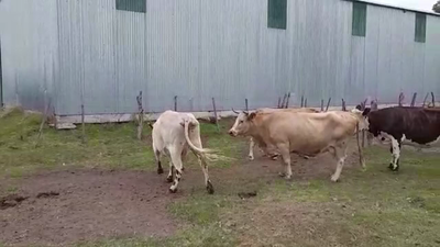 Lote 4 Vacas de Invernada 530kg -  en COLONIA ARRUE
