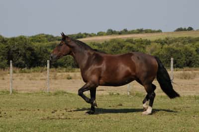 Lote Catalana Engualichada
