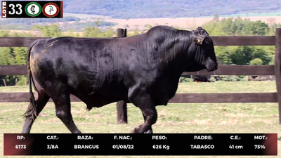 Lote LOTE 33