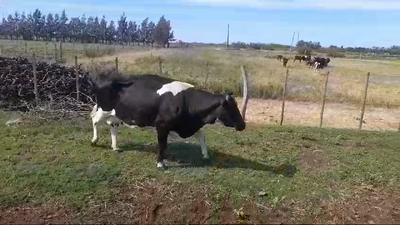 Lote VACA INVERNADA