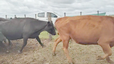  25 Vacas CUT preñadas EN OLAVARRIA 