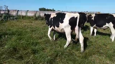 Lote 3 Toros 350kg - , San José