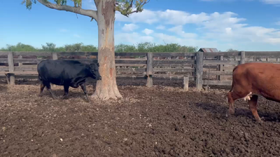 Lote 35 Vacas faena