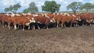Lote 60 Novillos