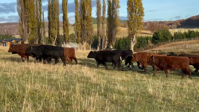 Lote 55 Novillo Engorda, Coyhaique, XI Región Aysén