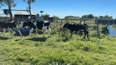 Lote TERNEROS Y TERNERAS