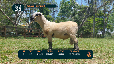 Lote LOTE 35