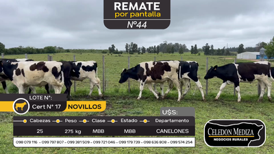 Lote 25 Novillos en Otra Localidad, Canelones