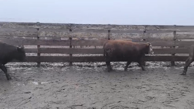 Lote 20 Novillo Gordo en Los Ángeles, VIII Región Biobío