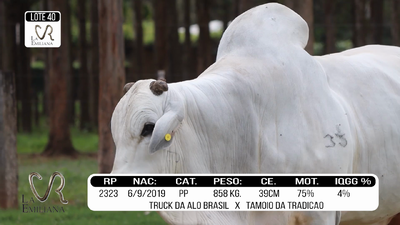 Lote LOTE 40