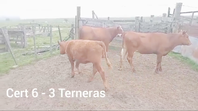 Lote TERNERAS