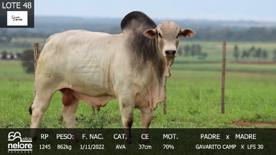 Lote LOTE 48