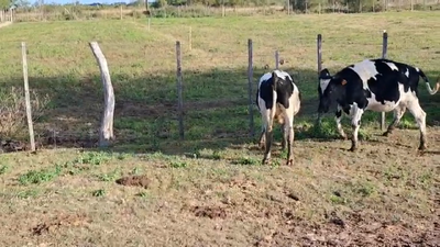 Lote TERNEROS/AS HOLANDO