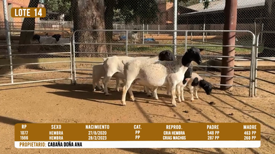 Lote LOTE 14