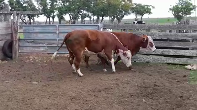 Lote VACAS GORDAS